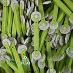 واردات غلتک ریسه نواری لاینری