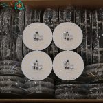 چیپ ال ای دی آفتابی برند JSD